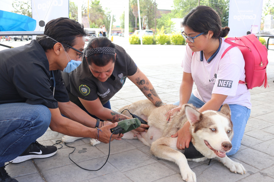 Jornada animal Aguascalientes