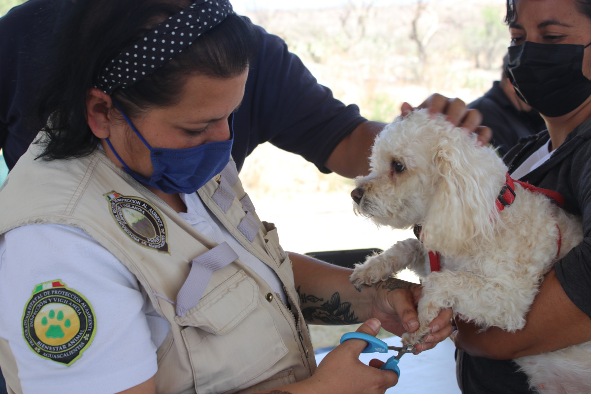 Jornada animal Aguascalientes