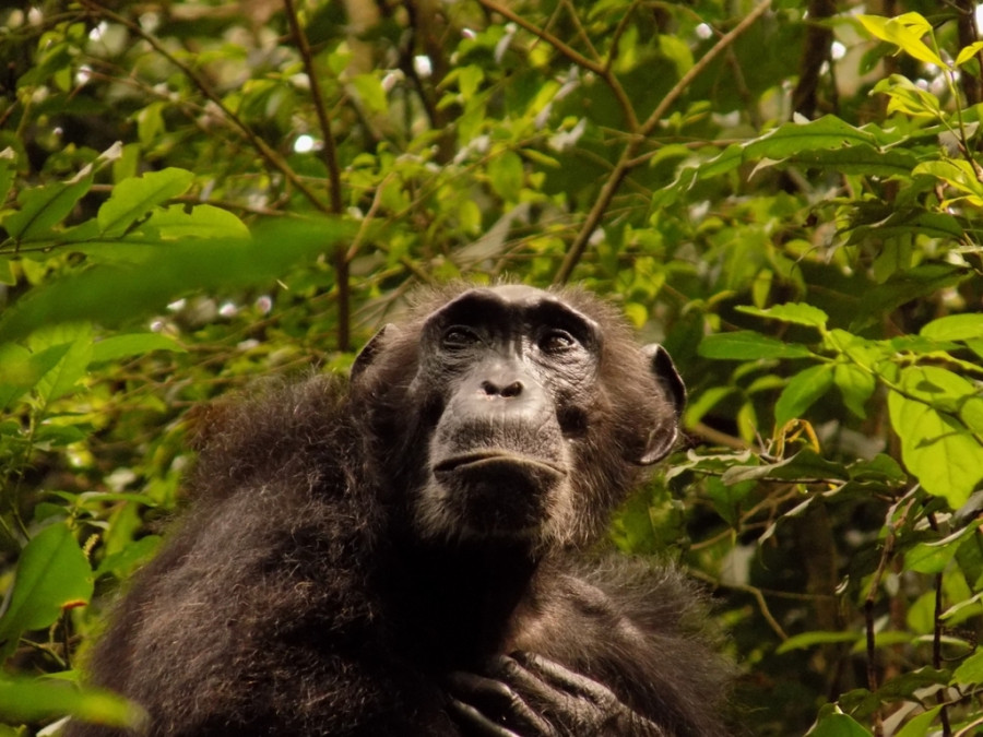 Chimpancé de la comunidad Ngogo. Imagen de Jacob Negrey