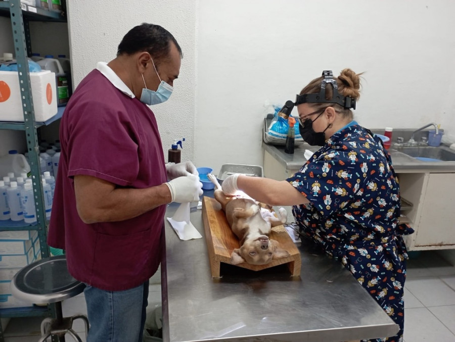 Esterilización campeche