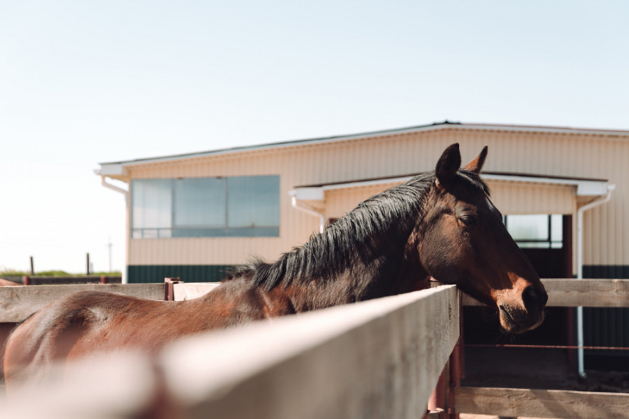 Caballo