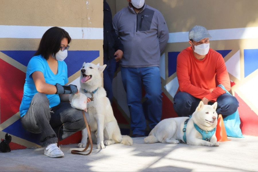 Taller de Rehabilitación de Perros con Miedo a Pirotecnia