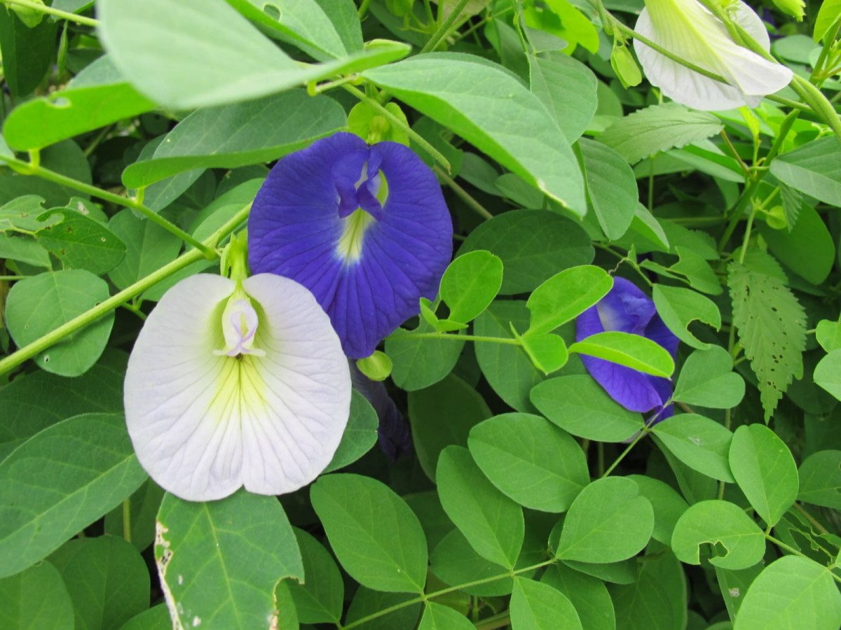 Clitoria