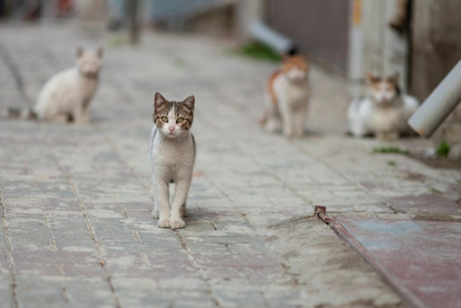 Gatos callejeros