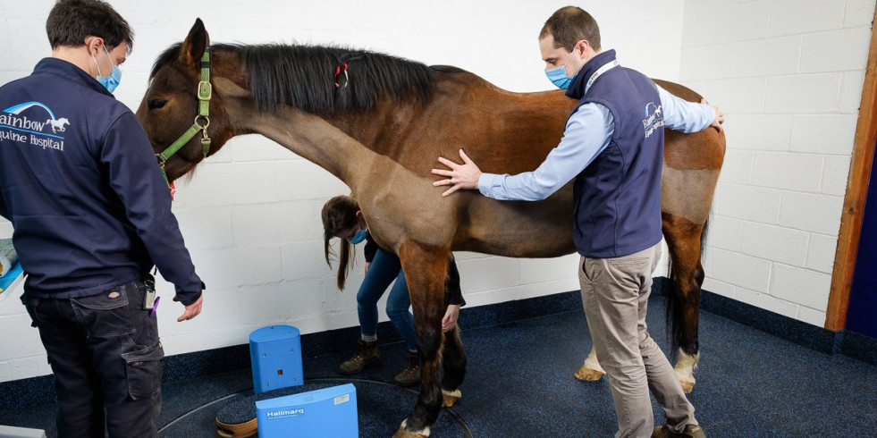 Un TAC sencillo y de bajo coste permite detectar y prevenir lesiones en caballos