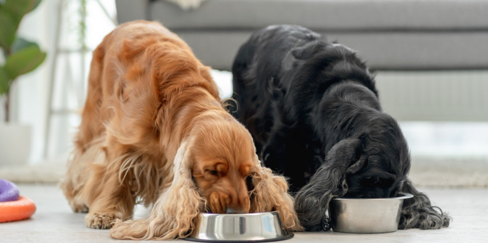 Alimentar a los perros con carne cruda aumenta el riesgo de E. coli resistente a los antibióticos