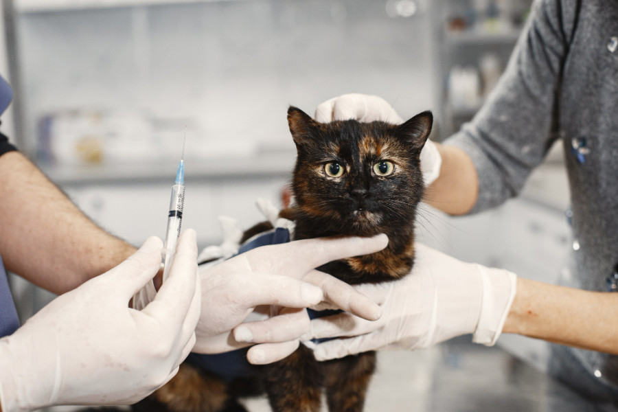 Gato veterinario