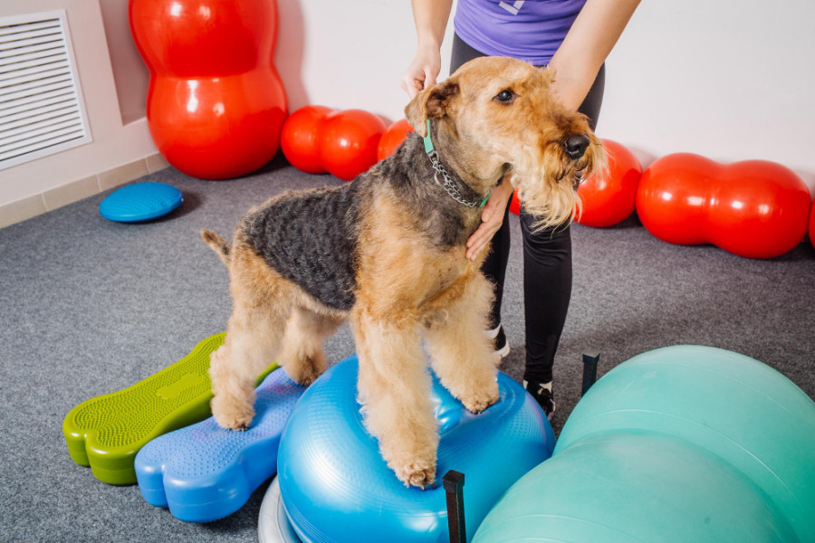 Perro fisioterapia