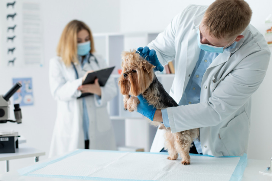 Perro veterinario (2)