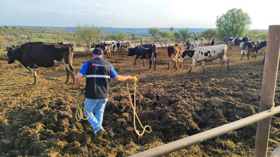 Vacunación ganado Aguascalientes