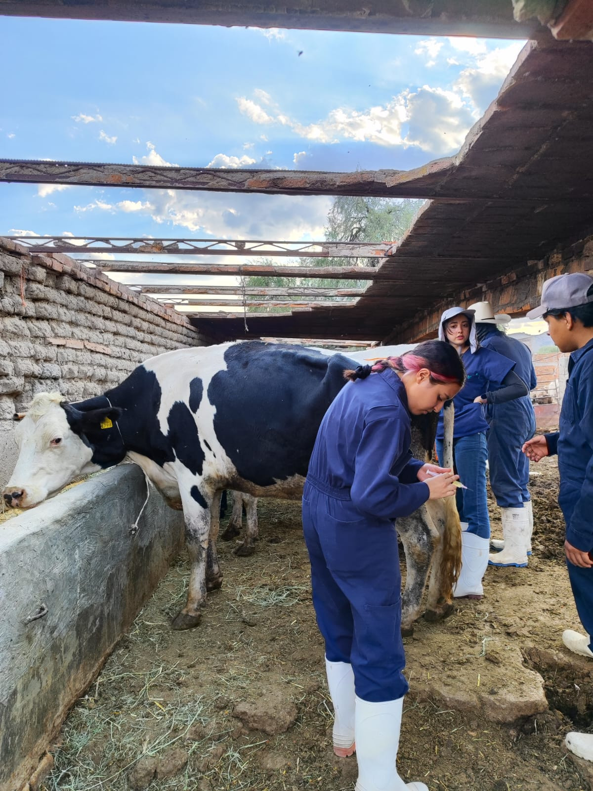 Vacunación ganado Aguascalientes