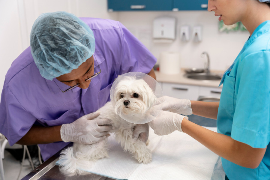 Veterinarios cuidando mascota