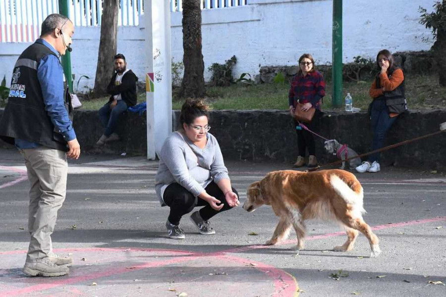 Taller perros con miedo a pirotecnia