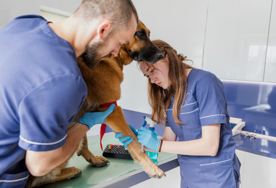 Veterinarios ayudan a perro enfermo