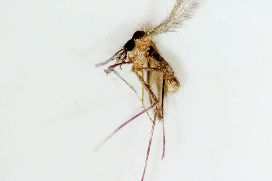 Mosquito Lutzomyia longiflocosa