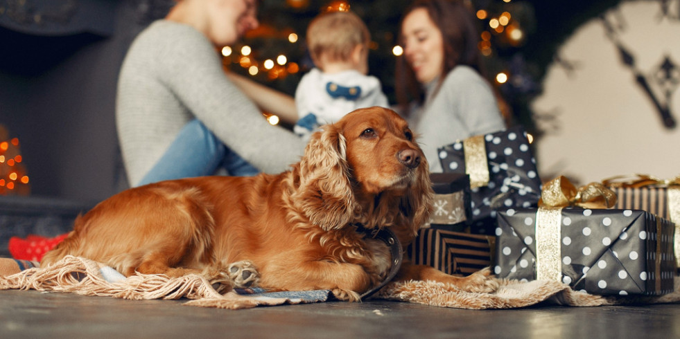 Recomendaciones para mantener seguras a las mascotas en estas fechas navideñas