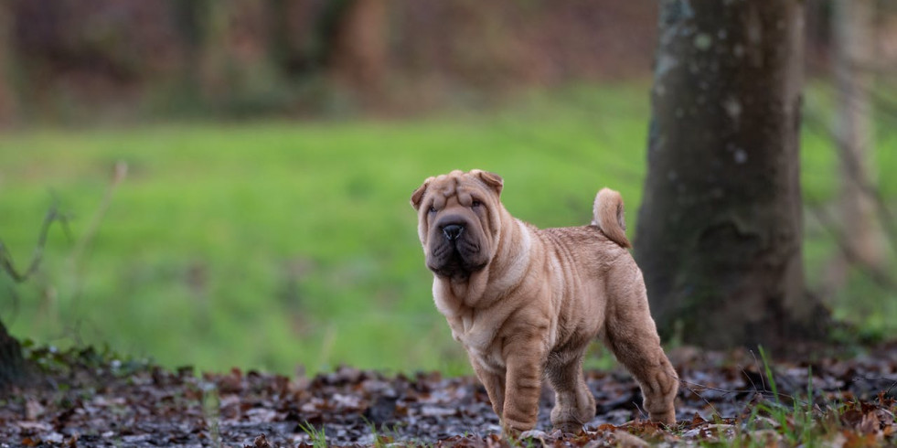 Una nueva investigación resalta el problema de los Shar Pei con los párpados e infecciones de oído