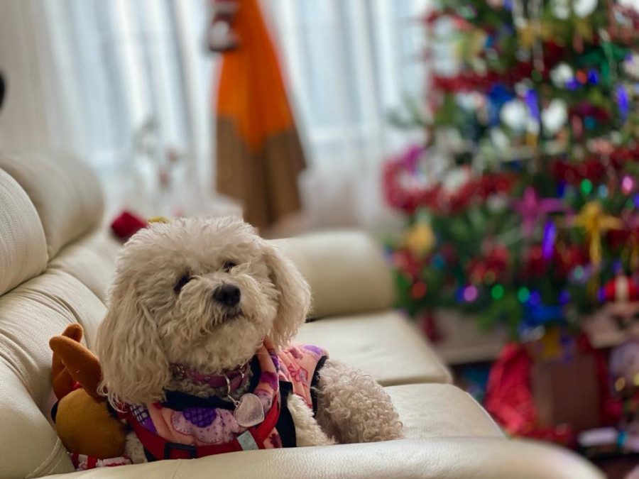 Perro abrigado en invierno