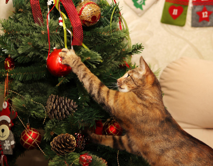 Gato navidad