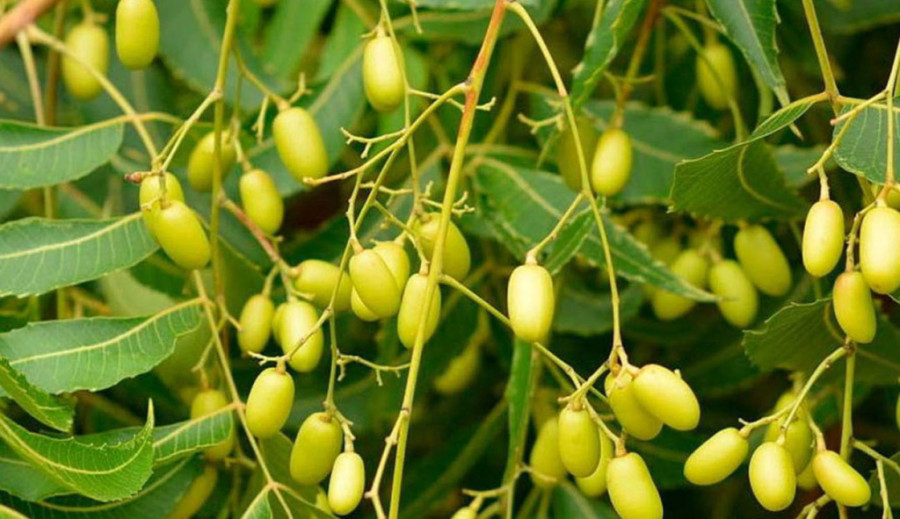 Árbol de neem