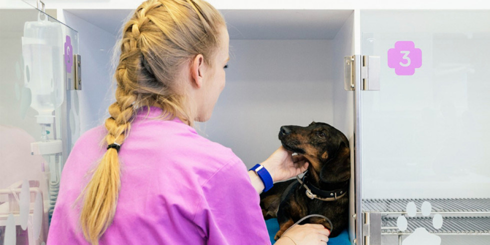 Recuerdan los requisitos para que un centro veterinario pueda hospitalizar a mascotas