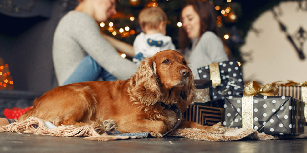 La importancia de la tenencia responsable en fechas en las que adoptar una mascota se considera un regalo