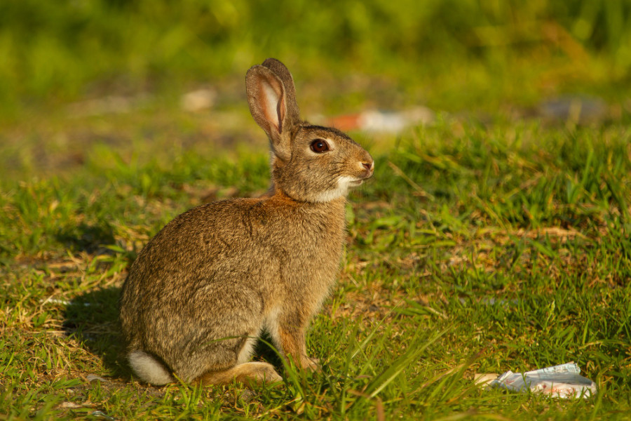 Conejo