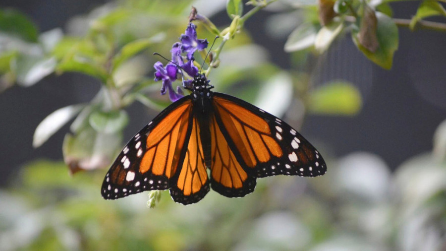 Mariposa monarca