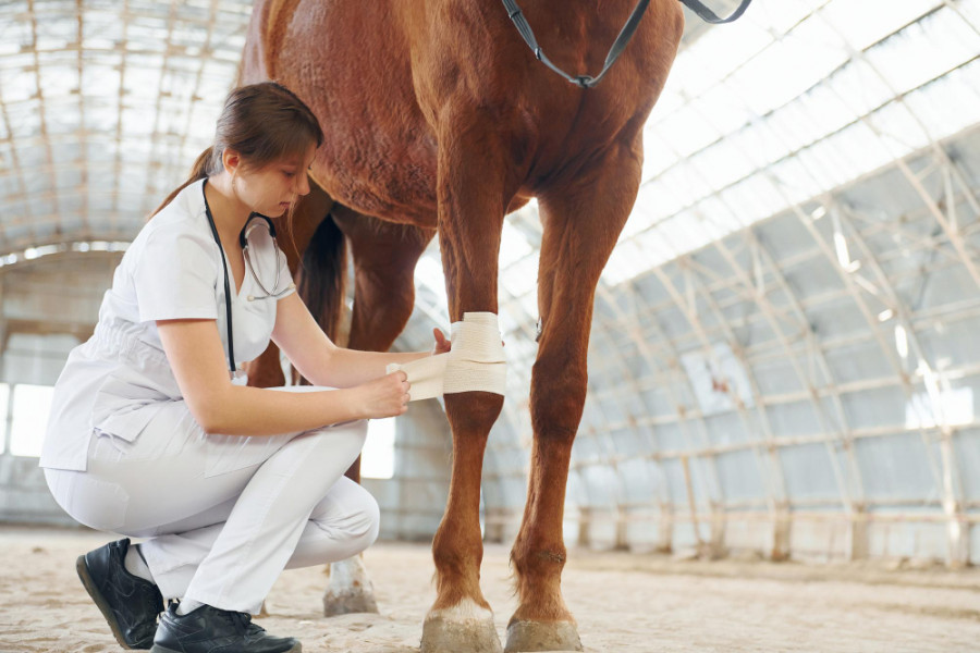 Veterinario equino