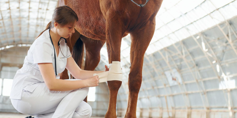 Decálogo de buenas prácticas para la cría, el cuidado y el trabajo con caballos