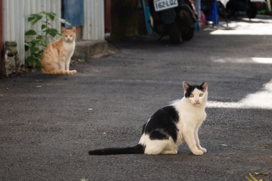 Gato calle