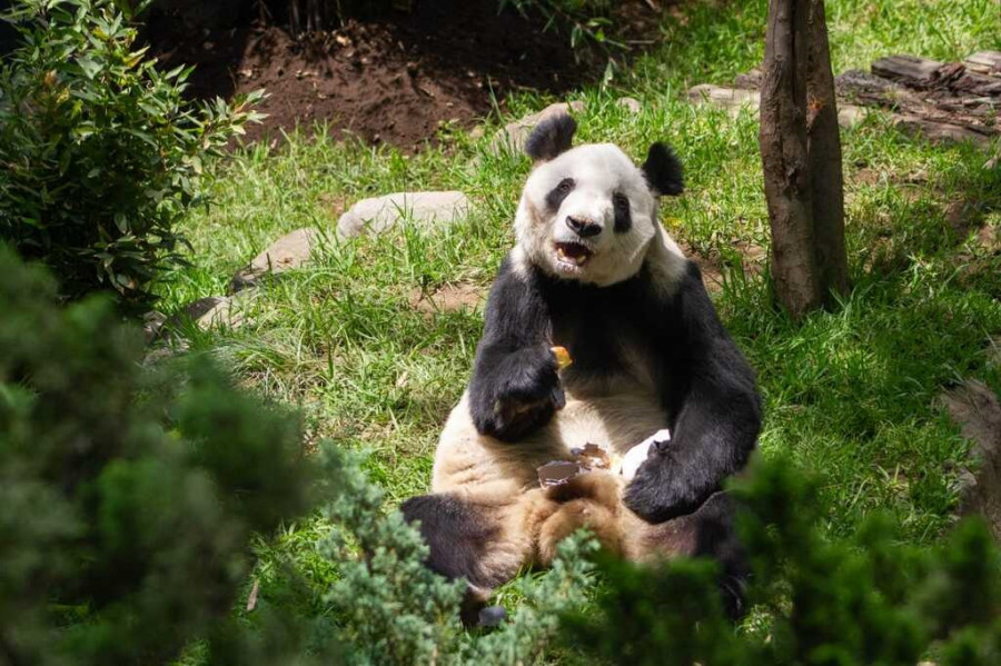 Panda