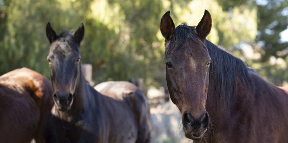 Recomendaciones ante casos humanos de encefalitis equina