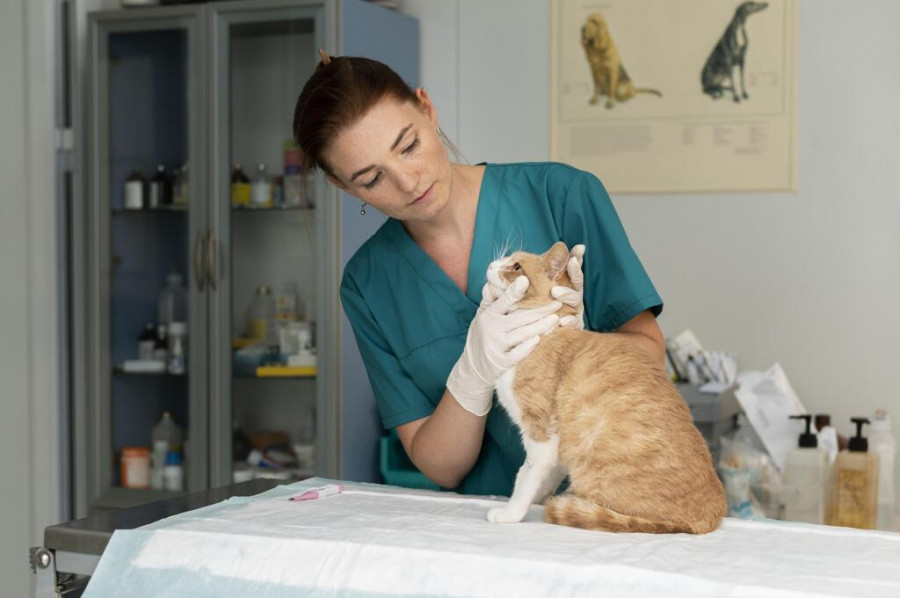 Veterinaria en consulta.