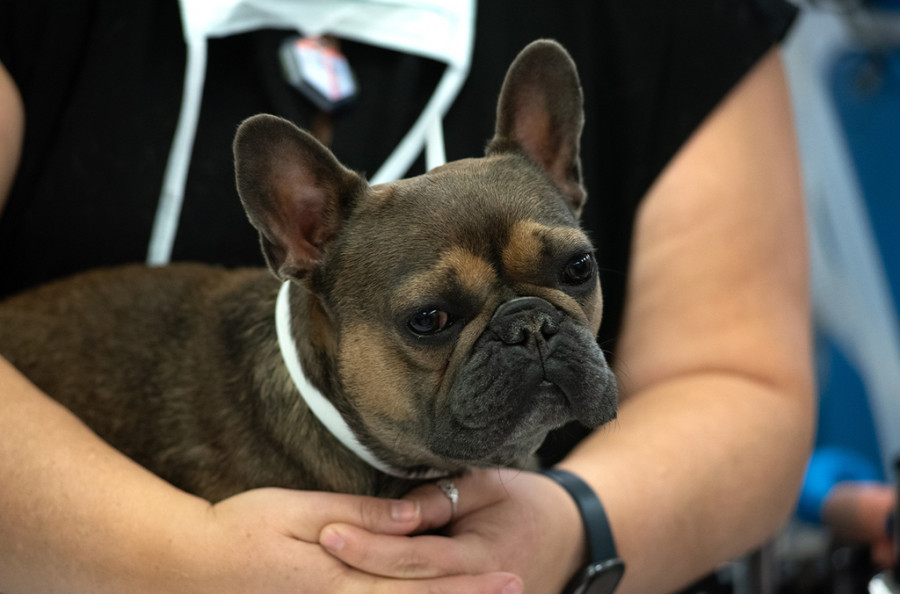 Spike es el primer paciente del centro veterinario con un stent de válvula pulmonar.