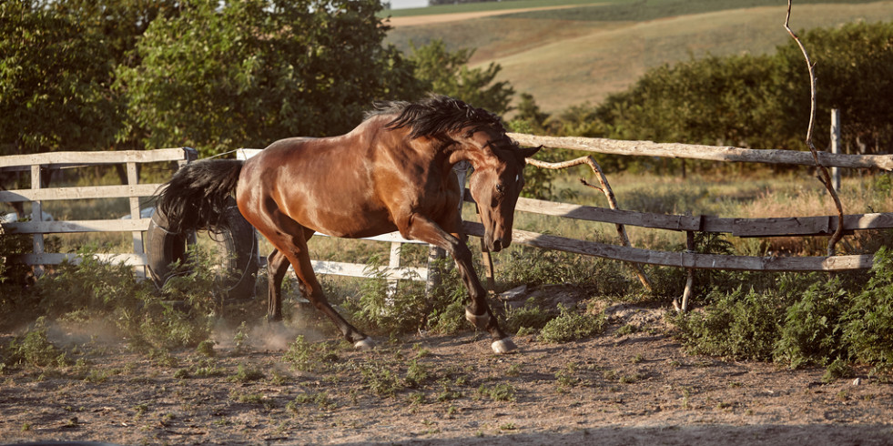 Los caballos pura sangre con niveles más bajos de colágeno tipo III tienen un mayor riesgo de fracturas