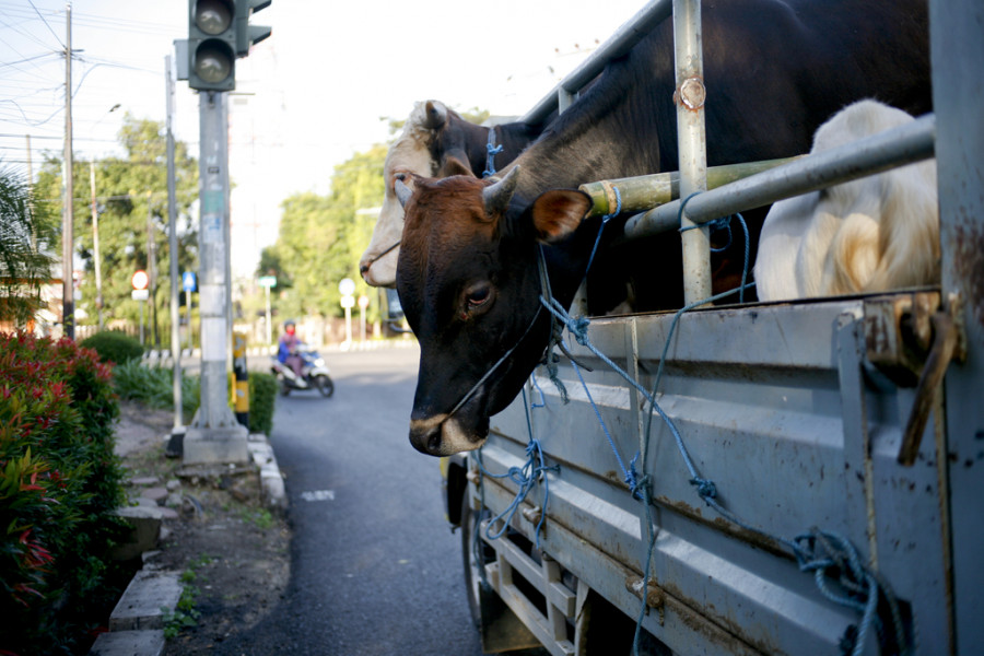 Transporte de ganado (vaca)