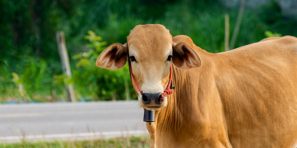 Detectan varios casos de rabia paralítica bovina en varios estados mexicanos