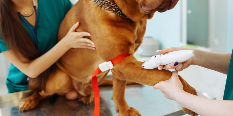 Un estudio resalta que el hipotiroidismo canino podría diagnosticarse de manera excesiva e incorrecta