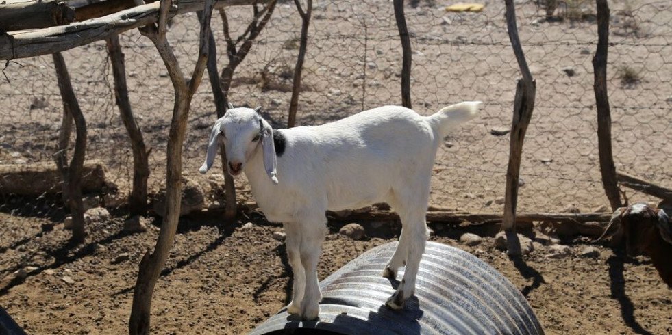 La Paz ahorra a los productores ganaderos más de 15 mil pesos en atención veterinaria