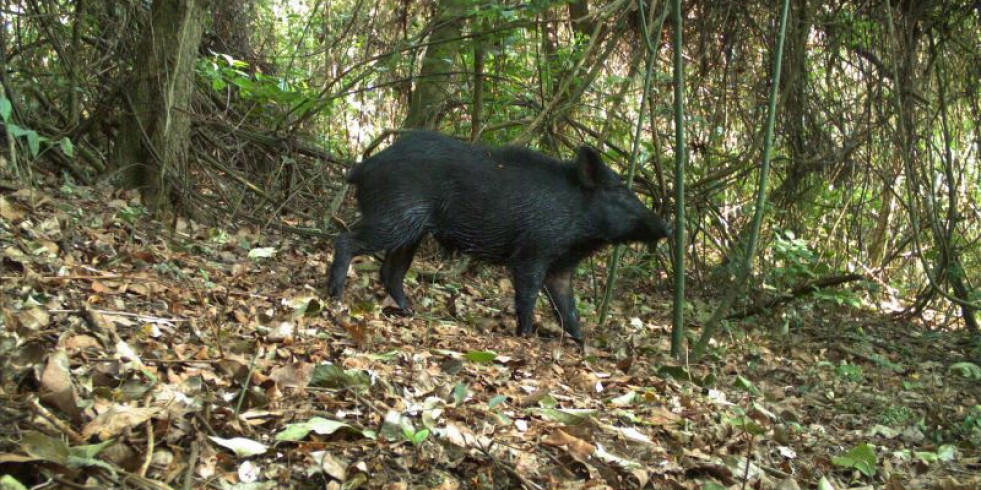 Ampliar la diversidad de especies en el cultivo puede ser una estrategia para combatir la plaga de jabalíes