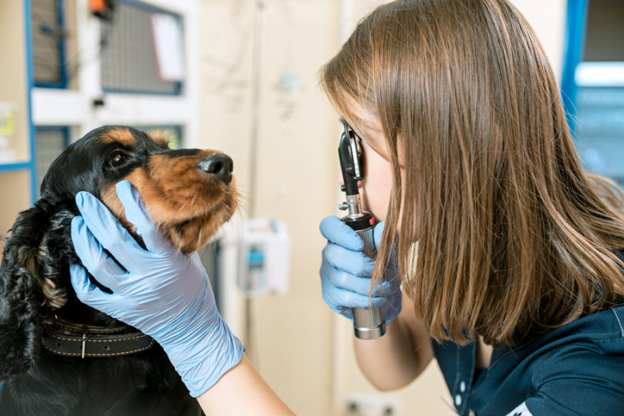 Examen ojo veterinario