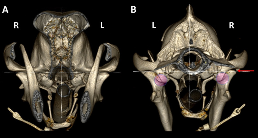 Mandibula perro