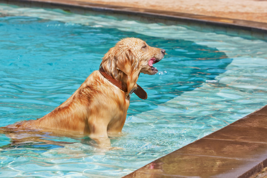 Piscina perro