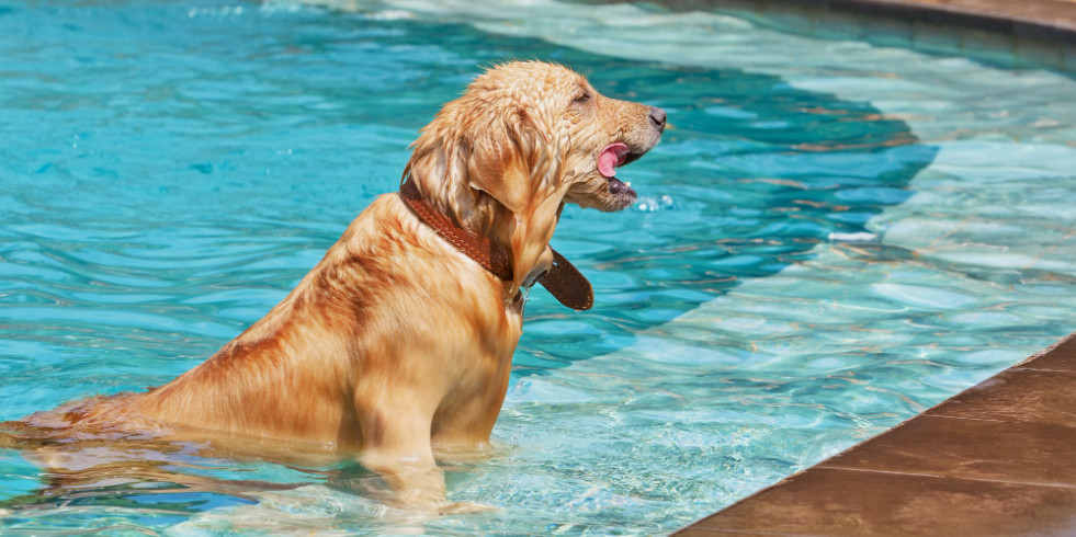 Sugieren restringir el acceso de ciertas razas de perros a piscinas con cloro ante el posible riesgo de cáncer