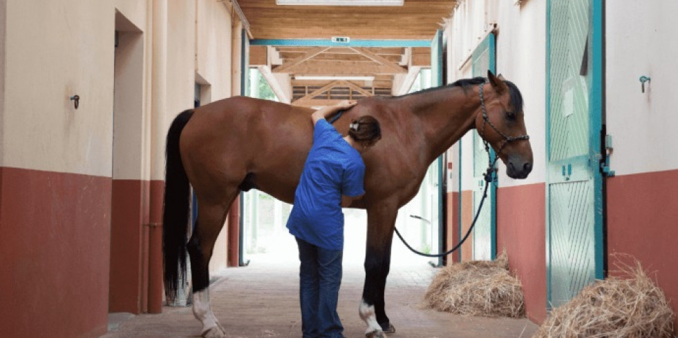 Veterinarios velarán por la salud de los caballos durante los Juegos Olímpicos de París