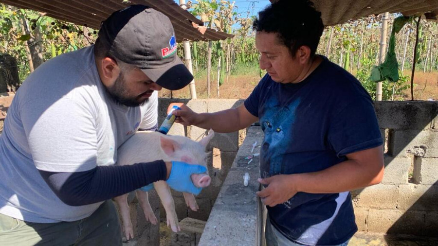 Controles epidemiológicos porcinos