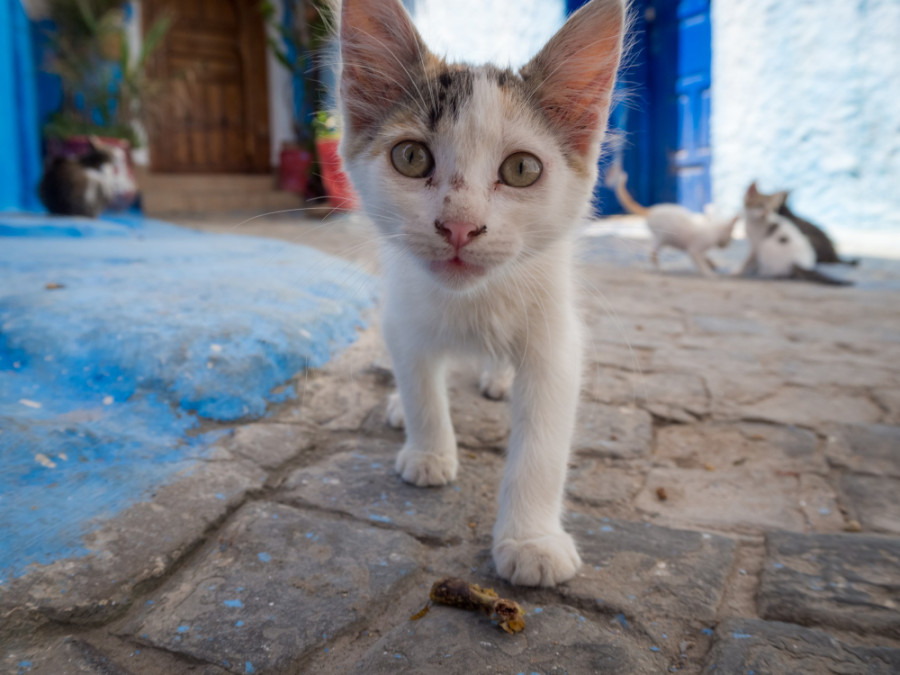 Gato callejero