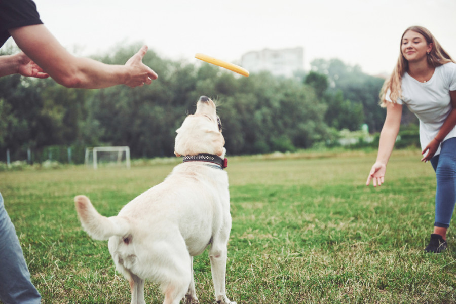 Perro jugando.