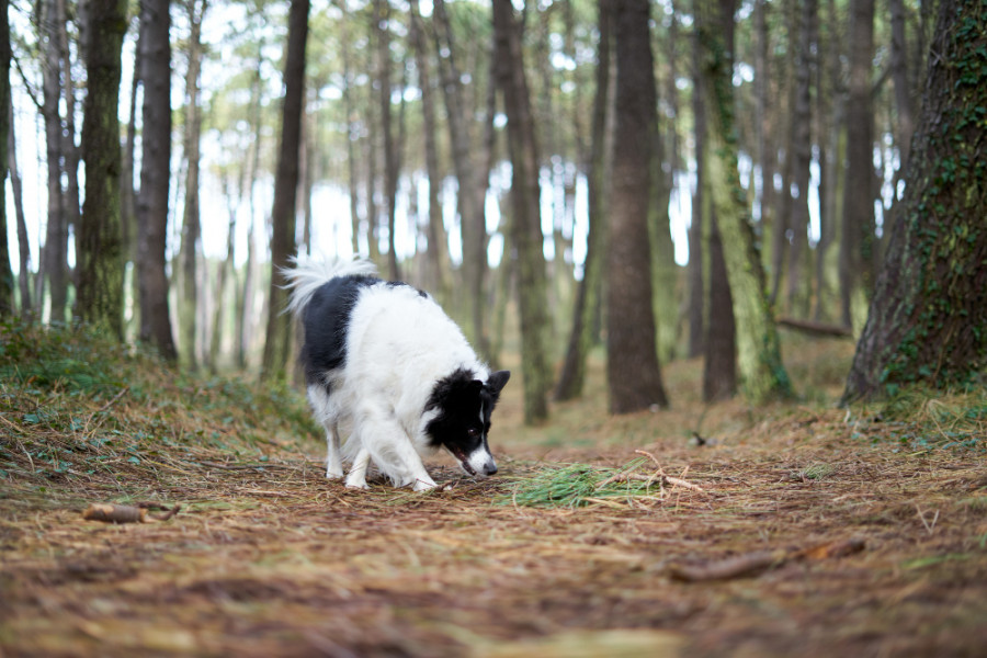 Perro paseo